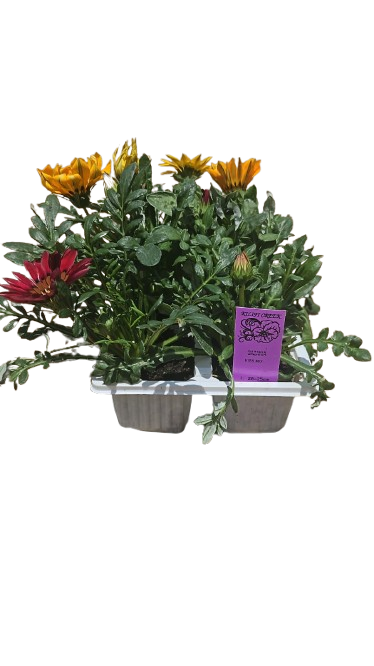 Gazania 6 Pack Seedling Tray