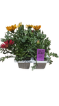Gazania 6 Pack Seedling Tray