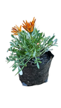 Gazania Assorted 3L