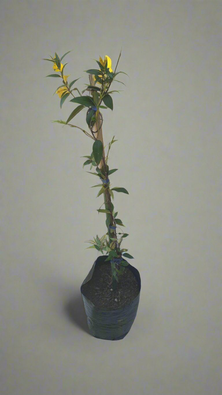 Gelsemium Sempervirens- Yellow Jasmine 10L
