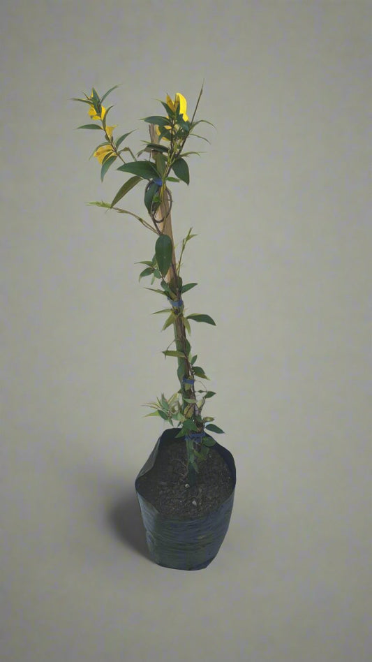 Gelsemium Sempervirens- Yellow Jasmine 10L