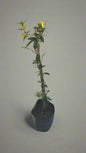 Gelsemium Sempervirens- Yellow Jasmine 10L