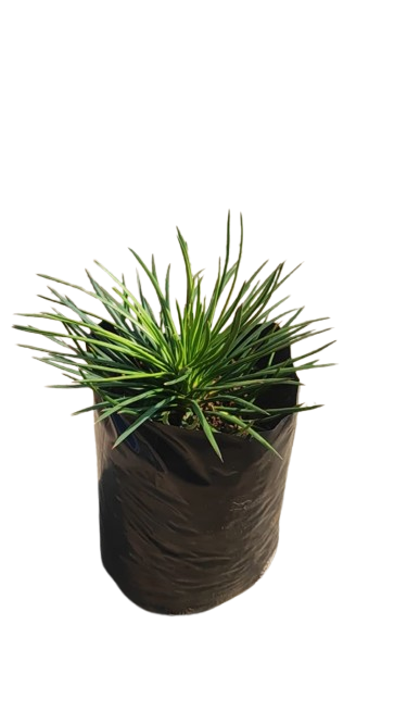 Agave Geminiflora 10L