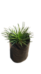 Agave Geminiflora 10L