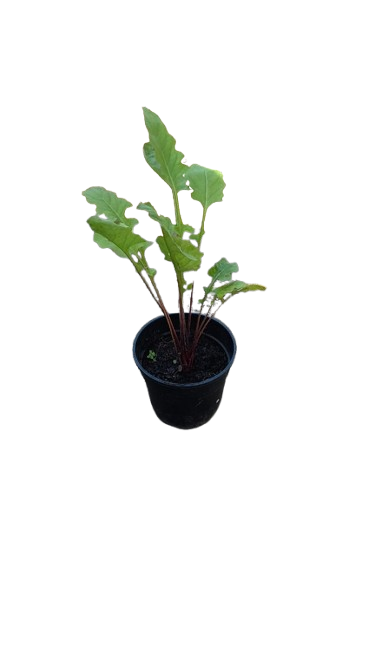 Gerbera 14cm