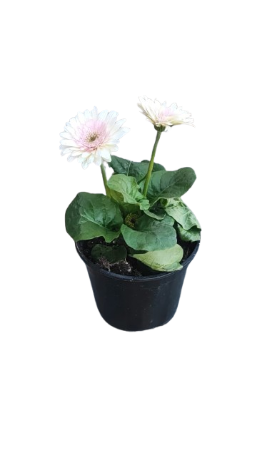 Gerbera Joybera 14cm