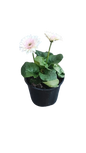 Gerbera Joybera 14cm