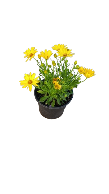 Osteospermum Ostica - 17CM - Assorted