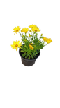Osteospermum Ostica - 17CM - Assorted