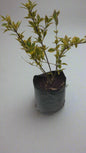 Duranta Goldmine 10L