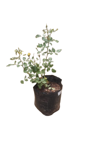 Gold Reef Rose Bush 5L