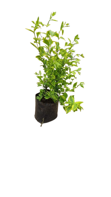 Golden Privet Ligustrum Ovalifolium 'Aureum' 4L