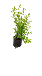 Golden Privet Ligustrum Ovalifolium 'Aureum' 4L