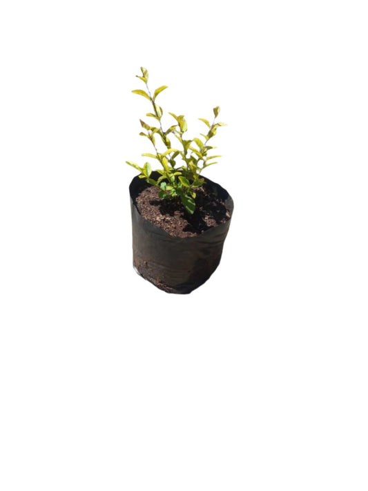 Golden Privet Ligustrum Ovalifolium 'Aureum'(3L)