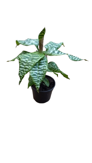 Dracaena Goldiana 14cm