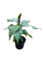 Dracaena Goldiana 14cm