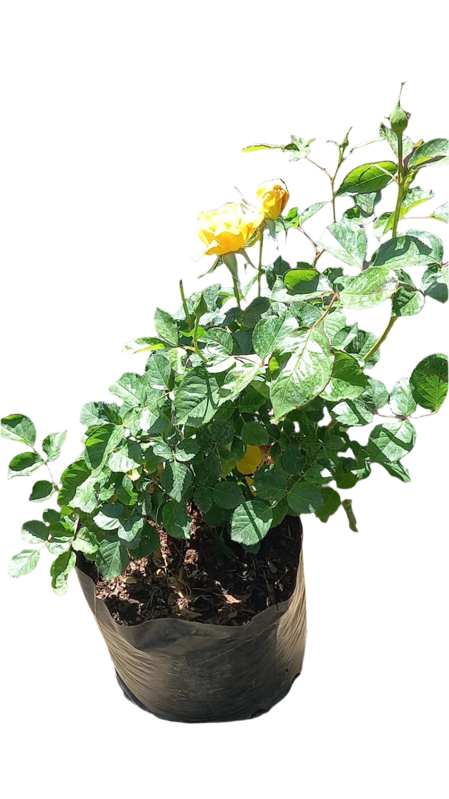 Assorted Roses 10L