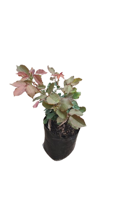 Granada Rose 5L (Golden,Orange,Salmon)