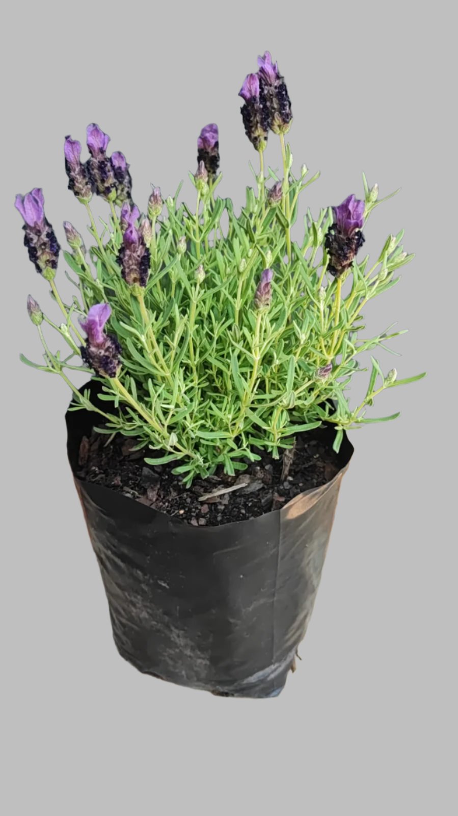 Lavandula Laveanna Assorted 4L