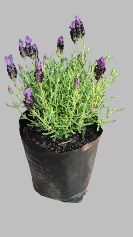 Lavandula Laveanna Assorted 4L