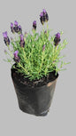 Lavandula Laveanna Assorted 4L