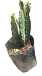 Assorted Euphorbia Trigona