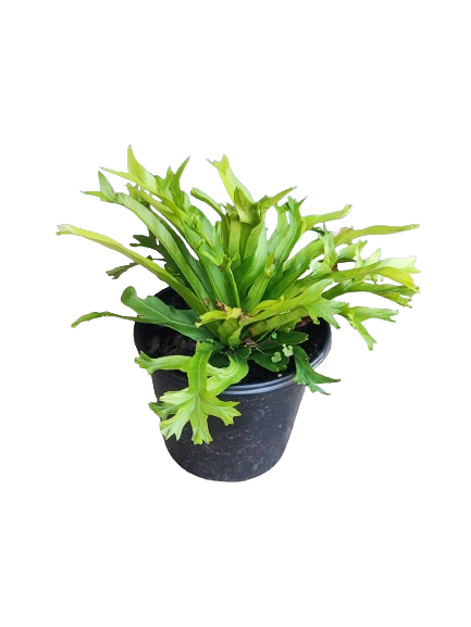 Asplenium Crissie Crested 15cm