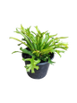 Asplenium Crissie Crested 15cm