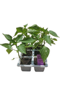 Sweet Green Pepper - 6 Pack Seedling Tray