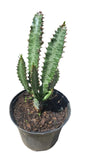 Assorted Euphorbia Trigona