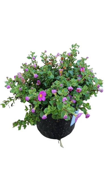 Bacopa Gulliver Compact Assorted 17cm