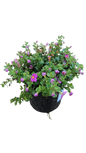 Bacopa Gulliver Compact Assorted 17cm