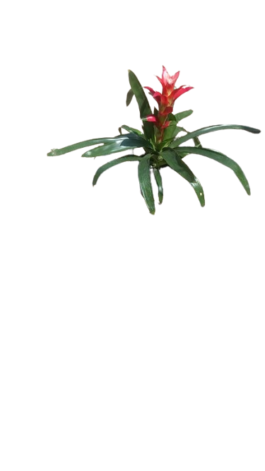Guzmania 14cm