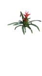 Guzmania 14cm