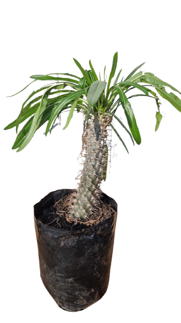pachypodium lamerei  ( Halfmens) 20l
