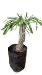 pachypodium lamerei  ( Halfmens) 20l