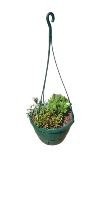 Hanging Basket 20cm - Assorted