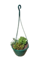 Hanging Basket 20cm - Assorted