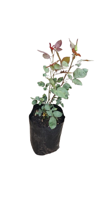 Harmonie Rose 5L (Light Yellow,Orange,Pink)