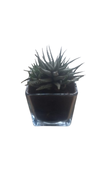 Haworthiopsis in Glass Pot