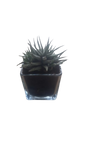 Haworthiopsis in Glass Pot