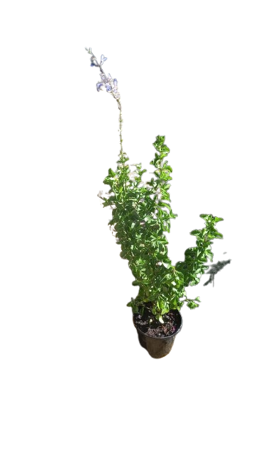 Salvia Heat Hero 17cm
