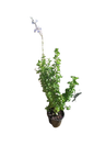 Salvia Heat Hero 17cm