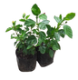 Hibiscus Bush 4L