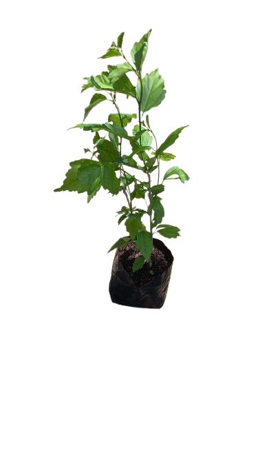 Hibiscus 5L