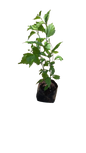 Hibiscus 5L