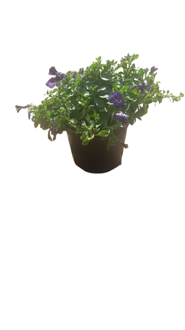 Petunia 15cm Various Colour