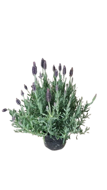 Lavandula Holland 14cm
