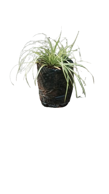 Carex Honeybird 1.5l
