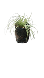 Carex Honeybird 1.5l